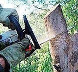 Best Tree Removal  in Haddon Heights, NJ