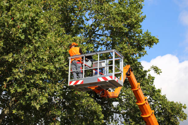 Reliable Haddon Heights, NJ Tree Removal Solutions