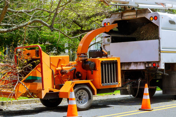 Best Tree Mulching  in Haddon Heights, NJ